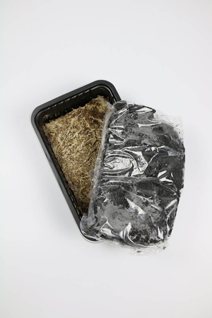 Pieczarka Brązowa – Zestaw Do Uprawy Grzybów – 3 l Exotic Grow Planto