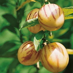 Psianka Melonowa – Pepino – Nasiona Kiepenkerl