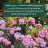 Mszyca Stoper – 300 larw biedronki dwukropki – na 15 roślin lub 15 m²