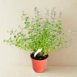 Kocimiętka Fasena Six Hills