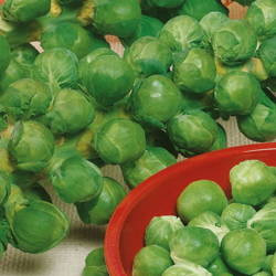 Brukselka 'Roodnerf' – Nasiona Kiepenkerl