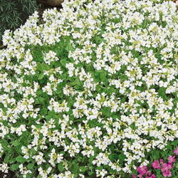 Gęsiówka Kaukaska 'Schneehaube' – Biała – Kiepenkerl