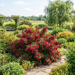 Krzewuszka Red Prince (Weigela florida Red Prince)