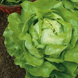 Sałata Masłowa 'Dynamite' – Odporna – Kiepenkerl