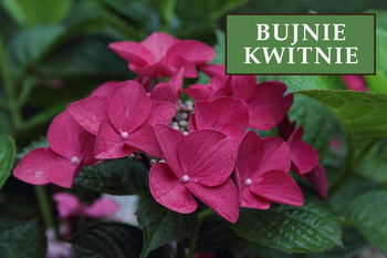 Hortensja Bukietowa 'Wim's Red' – Sadzonka 30-40 cm