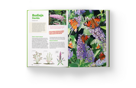 Książka Szkoła Cięcia – Rośliny Ozdobne – Lucyna i Alicja Grabowska