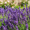 Lawenda wąskolistna Grosso (Lavandula Angustifolia Grosso) – sadzonka w doniczce C1,5 – Botana