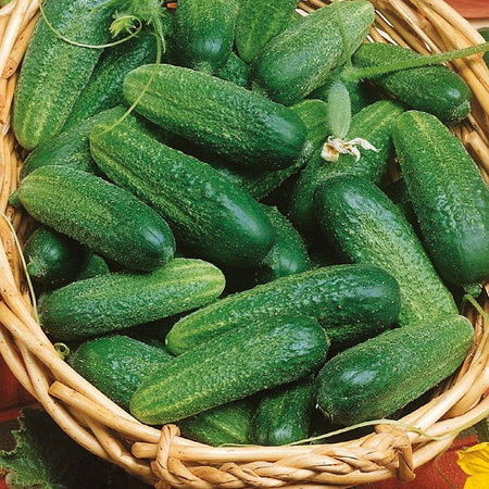 Ogórek 'Vorgebirgstrauben' – Konserwowy – Kiepenkerl