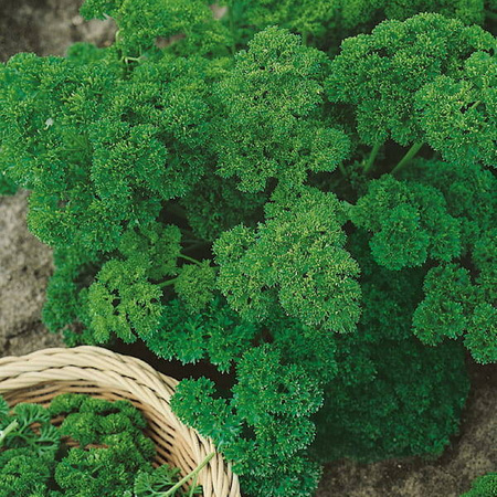 Pietruszka Naciowa 'Moskrul 2' – Kiepenkerl