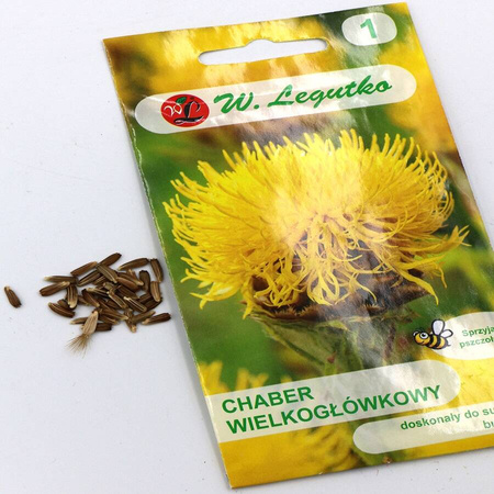 Chaber Wielkogłówkowy – Żółty – Legutko