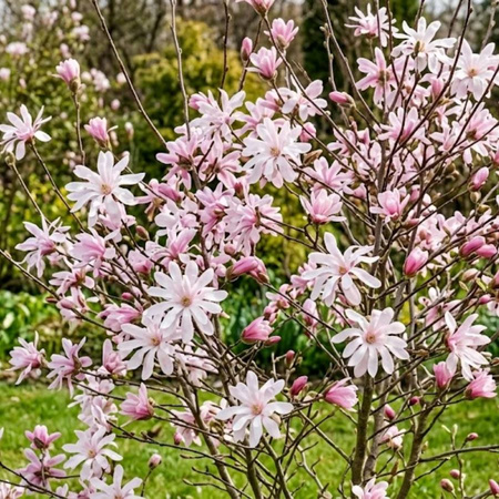 Magnolia gwieździsta Rosea (Magnolia Stellata Rosea) – sadzonka w doniczce C2 – Botana