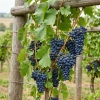 Winorośl Agat Doński (Vitis Agat Doński) – sadzonka w doniczce C2 – Botana