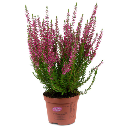 Wrzosy – 20 szt. (4 odmiany po 5 szt.)