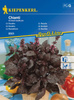 Bazylia 'Chianti' – Purpurowa – Kiepenkerl