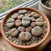 Żywe kamienie szczęścia (Lithops) – rozmiar sadzonki M