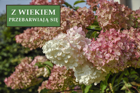 Hortensja bukietowa 'Candlelight' – sadzonka w doniczce C2 – Botana
