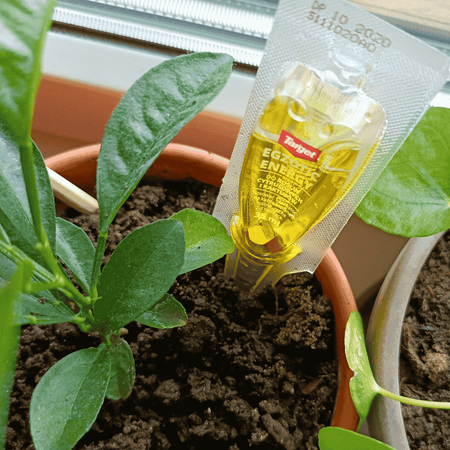 Odżywka Do Cytrusów i Kaktusów – Egzotic Energy – 35 ml Target