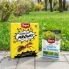Ants Control – Granulat Na Mrówki – 1 kg Target + Starane Trawniki – zwalcza chwasty na trawniku – 100 ml Target (ZESTAW)