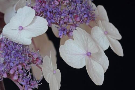 Hortensja Ogrodowa 'Cloudi' – Sadzonka 20 cm