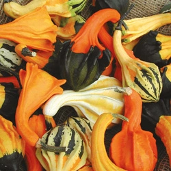 Dynia Ozdobna 'Autumn Wings' – Kiepenkerl