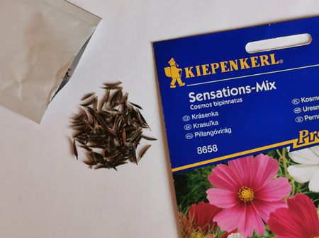 Kosmos podwójnie pierzasty 'Sensations-Mix' - Nasiona - Kiepenkerl