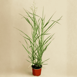 Proso Ruzgowate Squaw