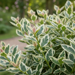 Trzmielina Japońska Kathy (Euonymus Japonica Kathy) – sadzonka w doniczce C2 – Botana