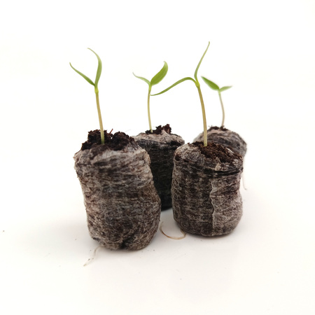 Krążki Torfowe Jiffy 7 27x33 mm - 10 szt.