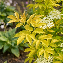 Bez Czarny Golden Tower (Sambucus Nigra Golden Tower) – sadzonka w doniczce C3 – Botana