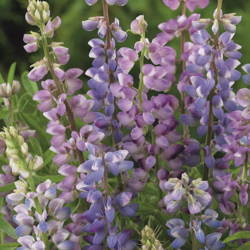 Łubin jednoroczny - Mieszanka – Kiepenkerl