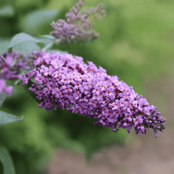 Budleja Davida 'Candy Lila Sweeth' – sadzonka 30-40 cm