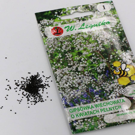 Gipsówka Wiechowata – Biała – Legutko