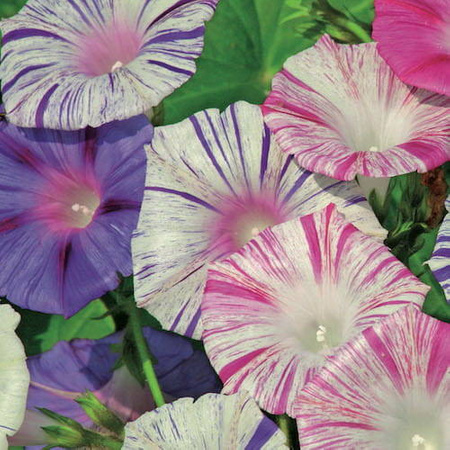 Wilec 'Carneval Di Venezia' – Kiepenkerl