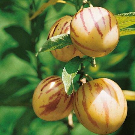 Psianka Melonowa – Pepino – Nasiona Kiepenkerl