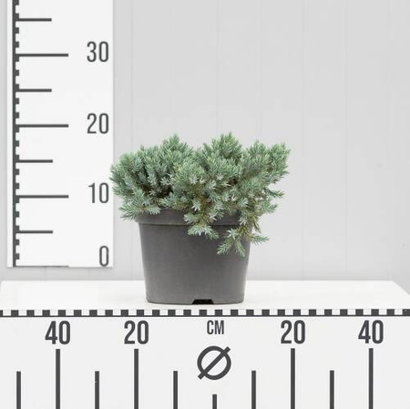 Jałowiec Łuskowaty 'Blue Star' – Sadzonka 10-15 cm