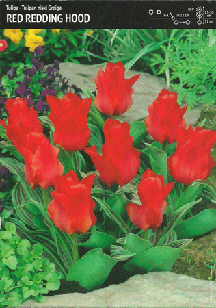 Tulipan ‘Red Riding Hood’ – 7 szt.