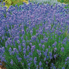 Lawenda 'Hidcote Blue Strain' – Nasiona – Kiepenkerl