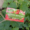 Złotooki bohater Vegano – 200 larw na mszyce, wciornastki, mączliki i wełnowce – 10 m² ochrony