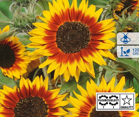 Słonecznik 'Ring of Fire' – Nasiona Kiepenkerl