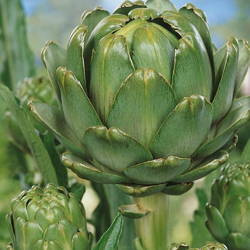 Karczoch 'Vert de Provence' – Wieloletni – Kiepenkerl