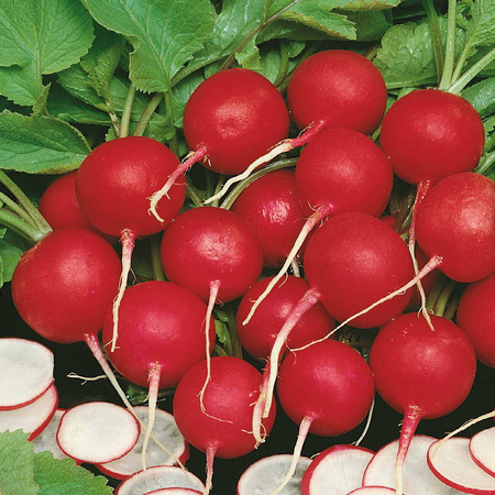 Rzodkiewka 'Vitessa' – Nasiona Kiepenkerl