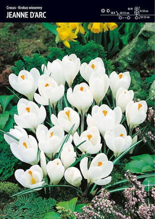 Krokus wiosenny 'Joanna d'Arc' – 15 szt.