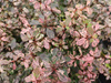 Berberys Thunberga 'Inspiration' – sadzonka w doniczce C2 – Botana