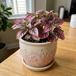 Niedośpian (Hypoestes Pink Panther) – sadzonka