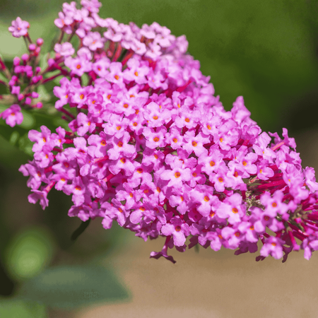 Budleja Davida 'Candy Little Pink' – Sadzonka 30 cm