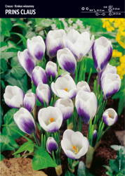 Krokus 'Prins Claus' – 30 szt.