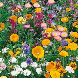 Dywan Kwiatowy – Mieszanka Nasion – Kiepenkerl