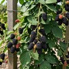 Jeżyna bezkolcowa Navaho (Rubus Fruticosus Navaho) – sadzonka w doniczce C2 – Botana