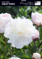 Paeonia - Piwonia Shirley Temple