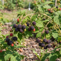 Malina Czarna Black Jewel (Rubus Idaeus Black Jewel) – sadzonka w doniczce C2 – Botana